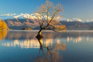 Wanaka Sights Tour