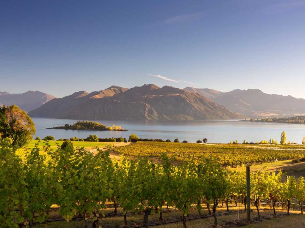 View of Wanaka from Ripponvale Winery on a Private Wanaka day tour
