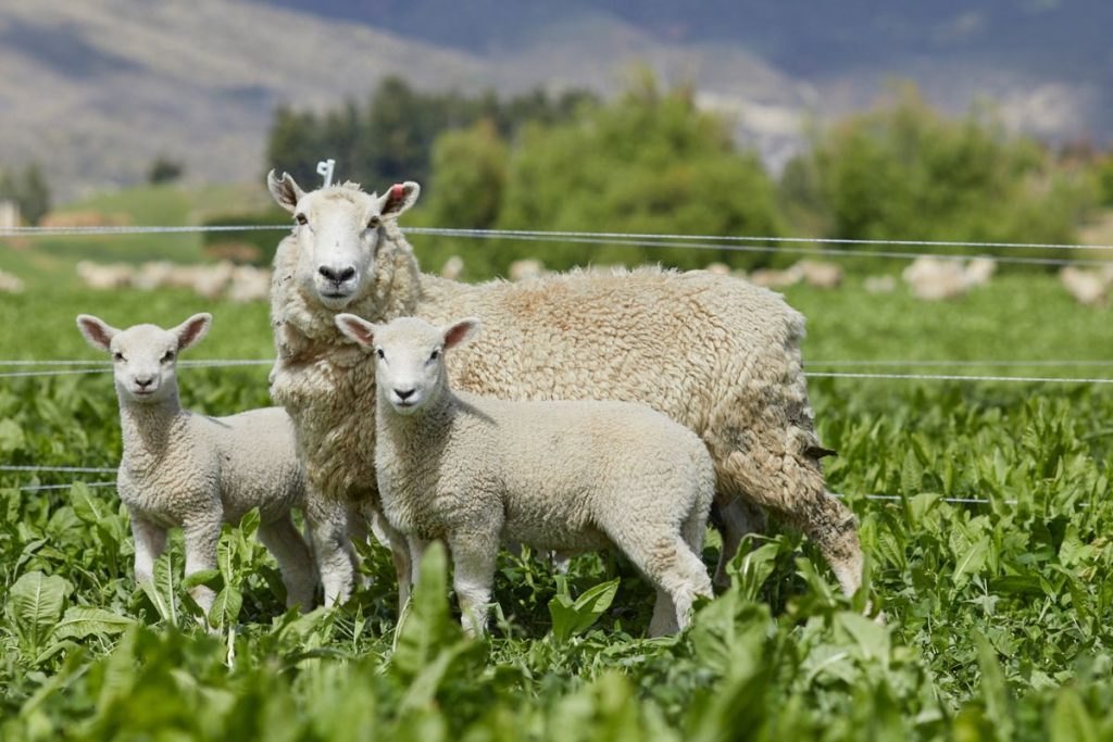 new zealand lambs on royalburn farm station near arrowtown