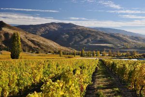 view of a central otago vineyard on a wine tour with alpine luxury tours